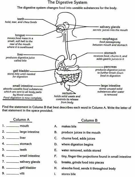 Digestive system